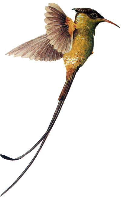 streamer_tailed_hummingbird
