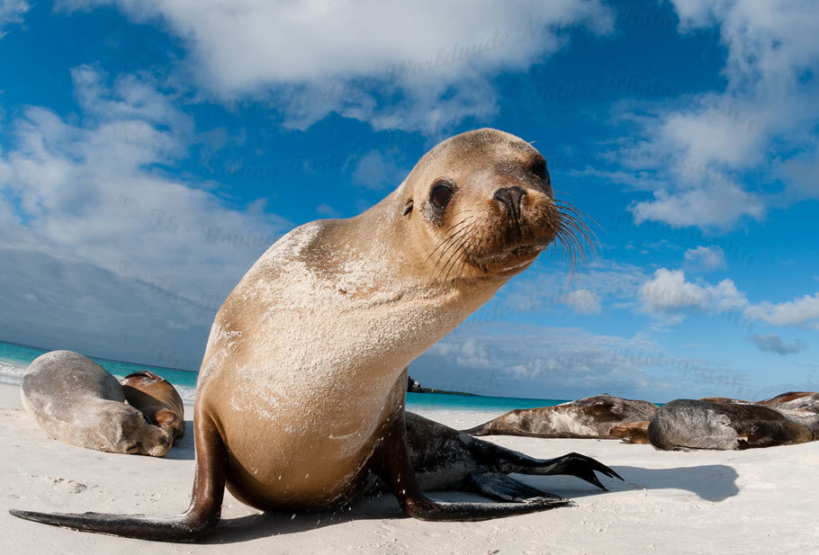 copyright2013__roving_tortoise_photosgalapagossealion_tdr_05jun11_0932_crop_u17956