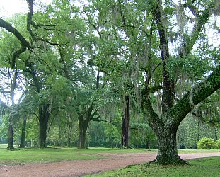 Natchez and the Trace: Historic horrors and natural beauty