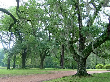 Natchez and the Trace: Historic horrors and natural beauty