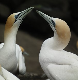 GUEST WRITER JEFFREY PAPAROA HOLMAN goes bird watching