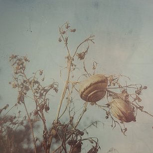 Oberlin: Ten More Dreamwebs (digital outlets)