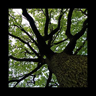Broad Oak: Broad Oak (digital outlets)