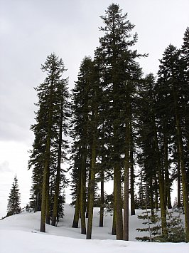 Oregon, USA: Night of the Hunters