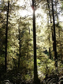 Crescent City, California: Redwoods and dead wood