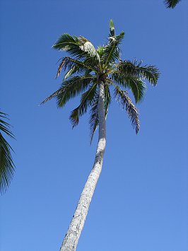 Mika's Coconut Fish (Samoa)